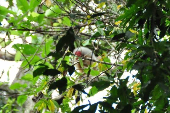 Encontro com o elusivo Uacari, a espécie de macaco de pelo branco e rosto vermelho que é símbolo da Reserva do Mamirauá, região de Tefé, no Amazonas